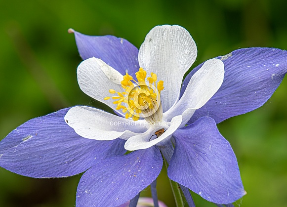 Colorado Columbine Colorado Columbine