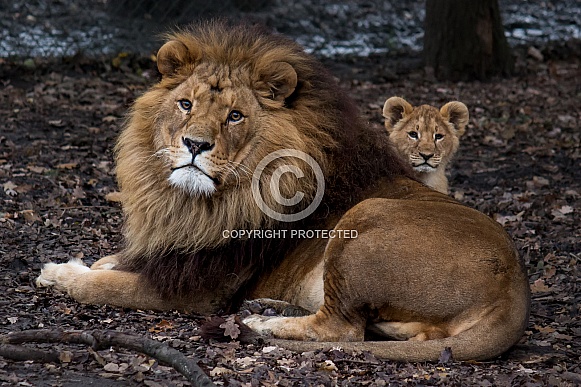 African lion with cub