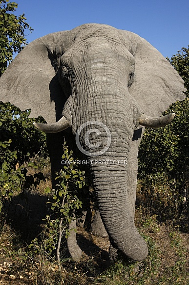 Bull Elephant - Zimbabwe