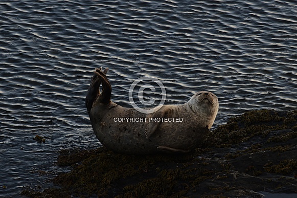 Common or harbour seal pup