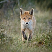 Red fox cubs