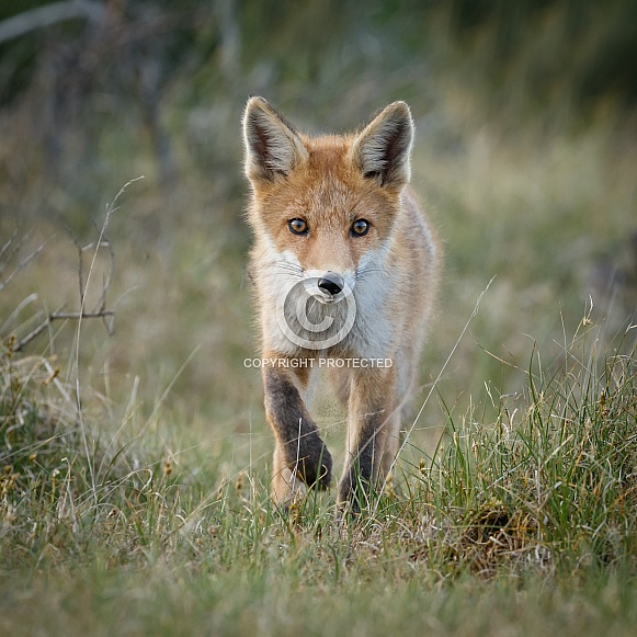 Red fox cubs