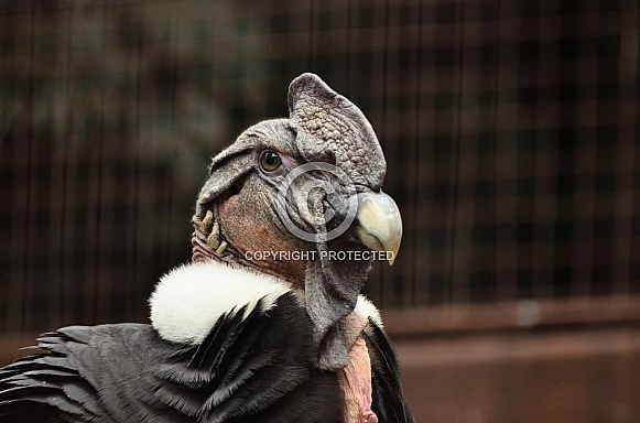 Andean Condor