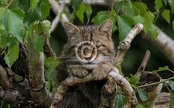 Scottish Wildcat Scottish Wildcat