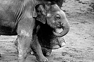 Elephant—Asian Elephant