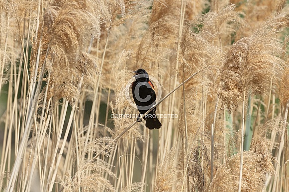Red winged blackbird, Agelaius phoeniceus Red winged blackbird, Agelaius phoeniceus