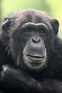 Chimpanzee (Pan troglodytes)