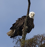 Bald Eagle