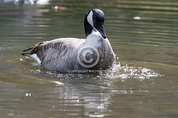 Canada goose