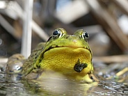Hearty Frog