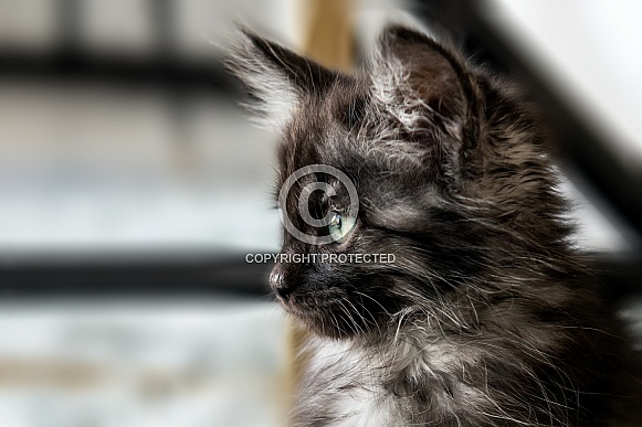 Cute kittens for Halloween