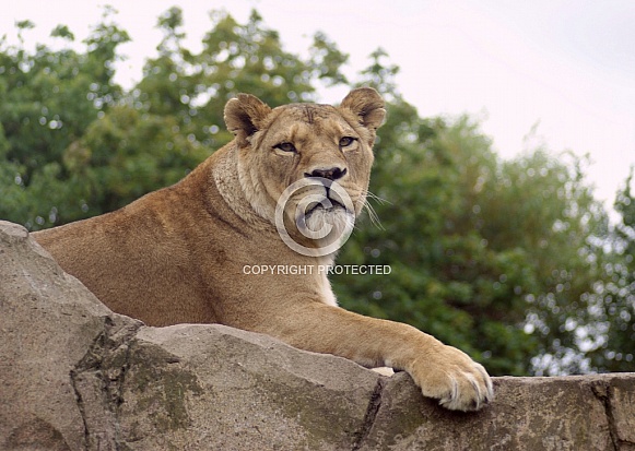 Lioness