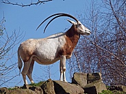scimitar oryx (Oryx dammah)