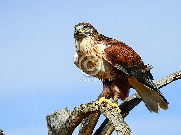 Ferruginous hawk