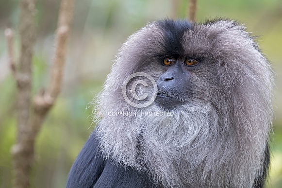 Lion-tailed macaque (Macaca silenus)