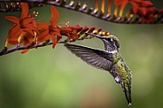 Hummingbird—Hummer and Lucifer