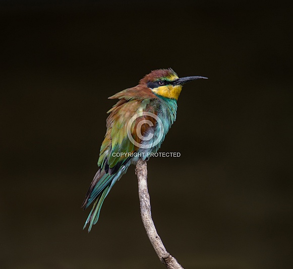 European Bee-eater