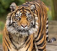 Sumatran Tiger
