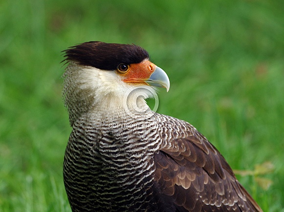 Caracara Caracara