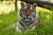 Amur Tiger Lying In The Grass