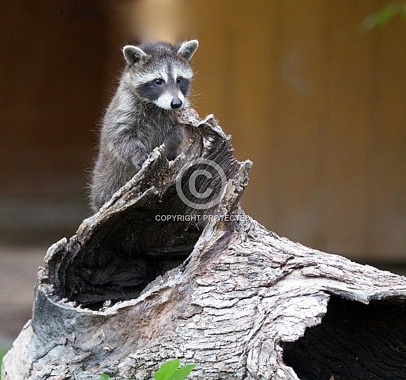 Baby Raccoon comes out of a Burrell