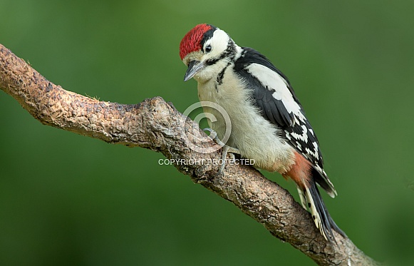 Great Spotted Woodpecker Great Spotted Woodpecker