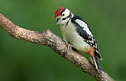 Great Spotted Woodpecker