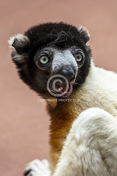 Crowned Sifaka (Propithecus coronatus) Crowned Sifaka (Propithecus coronatus)