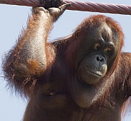 Orangutan