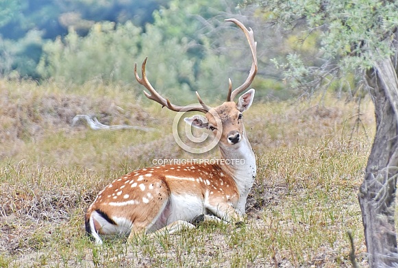 Fallow Deer