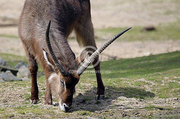 Waterbuck