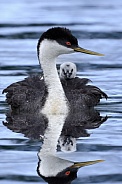Western Grebe