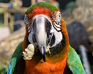 Harlequin macaw