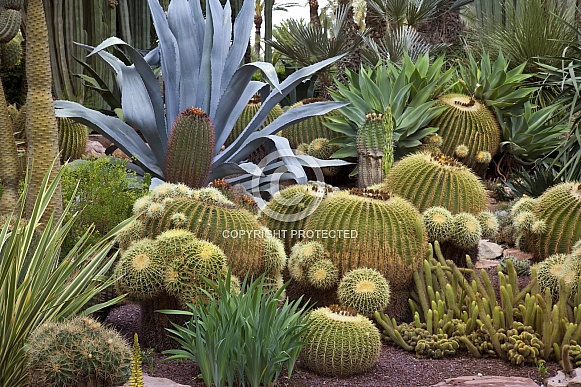 Cactus - Botanical Gardens