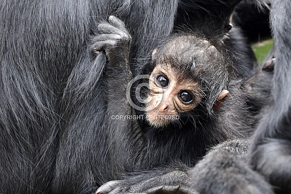 Colombian spider monkey (Ateles fusciceps rufiventris)