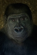 Western Lowland Gorilla