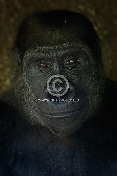 Western Lowland Gorilla