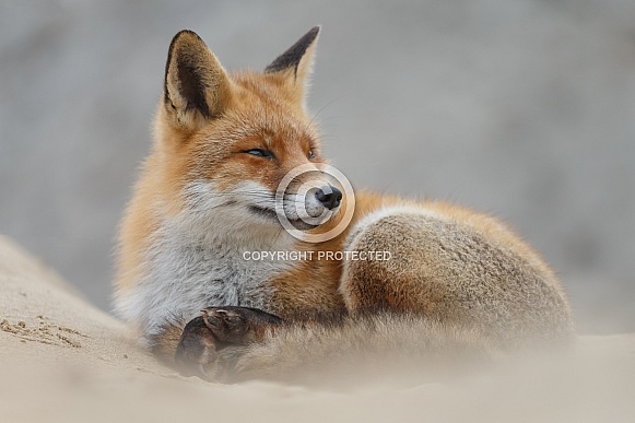 Red fox and cubs Red fox and cubs