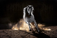 Andalusian Horse--Spanish Stallion