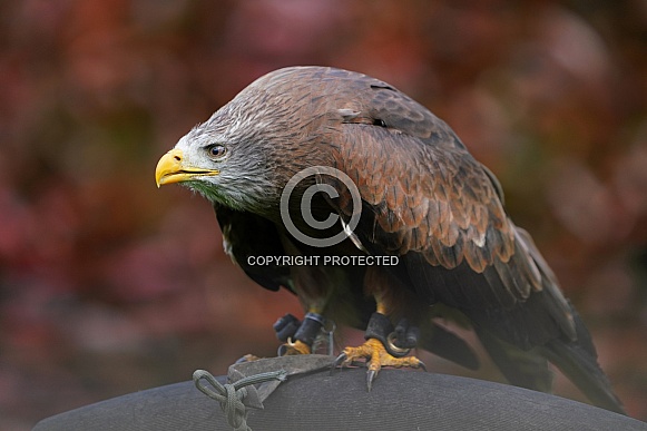 Yellow-Billed Kite