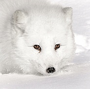 Arctic Fox