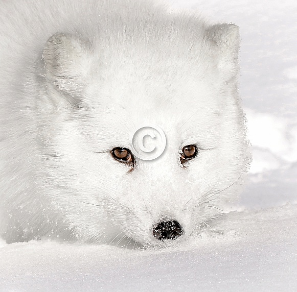 Arctic Fox