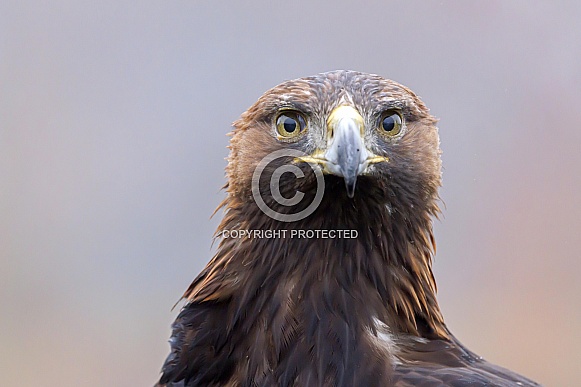 Golden eagle (Aquila chrysaetos) Golden eagle (Aquila chrysaetos)