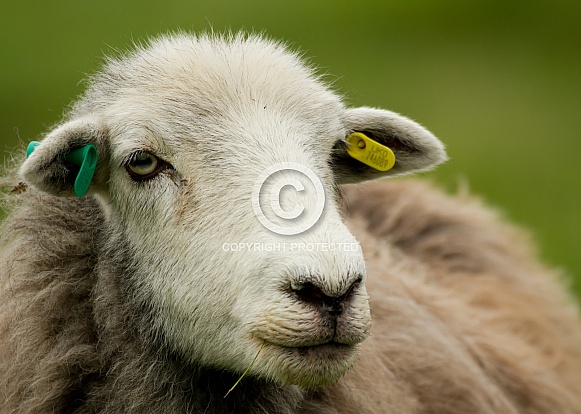 Herdwick Sheep