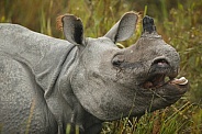 Indian rhino in the nature habitat