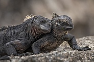 Marine Iguana