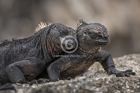 Marine Iguana