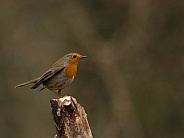 A European robin