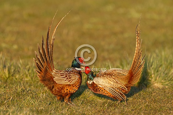 Pheasant bird a bird with beautiful colours