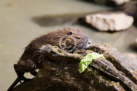 Coypu